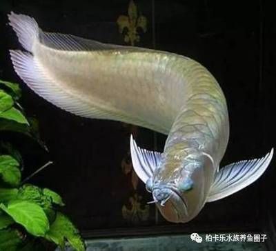 龍魚吃活體怎么消毒：如何對龍魚的食物消毒