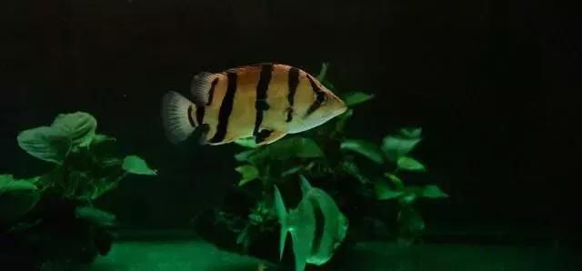 龍魚與沉木的適宜性（沉木在水族箱中放置沉木對水質和龍魚健康的影響）