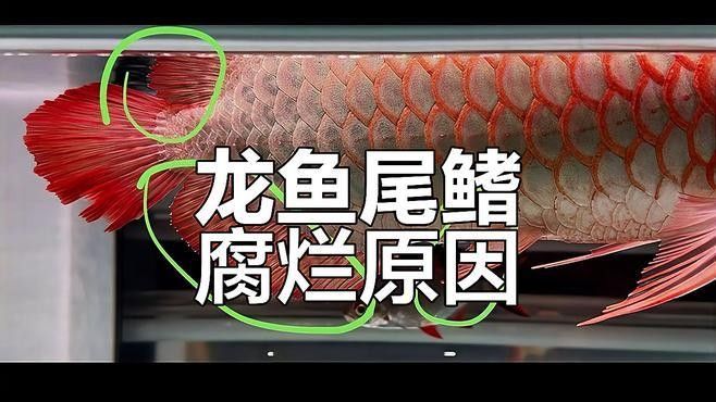 龍魚爛尾病自愈的概率有多大？