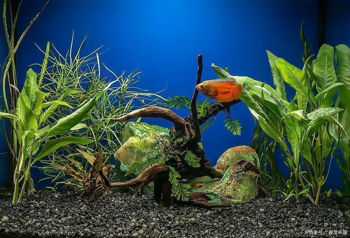 龍魚缸水草種植需要哪些工具？