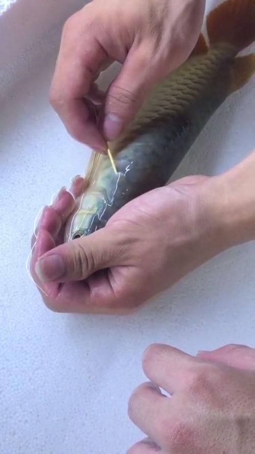 銀龍魚有寄生蟲怎么辦呢