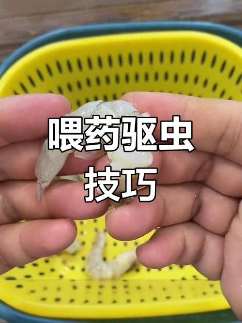 銀龍魚有寄生蟲怎么辦呢