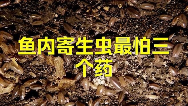 銀龍魚有寄生蟲怎么辦呢