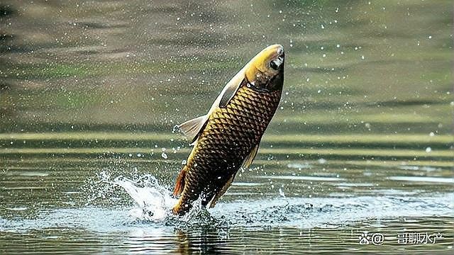 銀龍魚有寄生蟲怎么辦呢