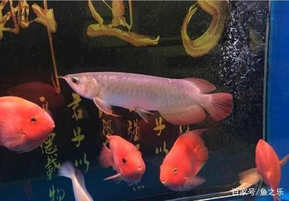 龍魚最好的配魚：非洲慈鯛與龍魚搭配指南,龍魚混養(yǎng)空間要求詳解