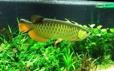 紅龍魚缸背景顏色怎么選擇好看圖片（紅龍魚缸背景顏色怎么選擇好看圖片大全）