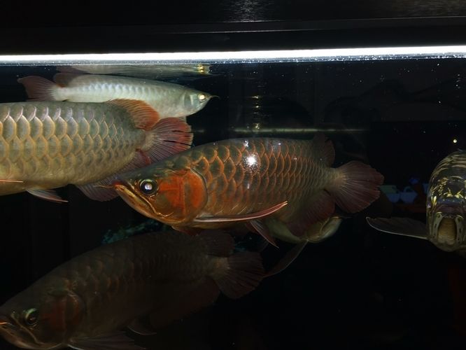 森森Sunsun黑金筒燈詳細(xì)參數(shù)