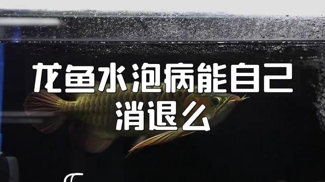 龍魚鰓蓋起水泡多久會死？
