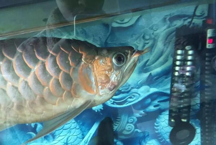 龍魚鰓蓋起水泡多久會死？