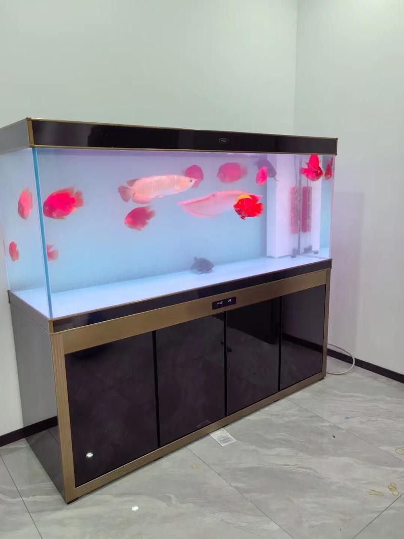 印尼紅龍魚喂養(yǎng)方法圖片大全大圖 印尼紅龍魚喂養(yǎng)方法圖片大全大圖 龍魚百科 第5張