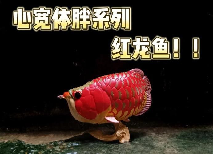 印尼紅龍魚喂養(yǎng)方法圖片大全大圖 印尼紅龍魚喂養(yǎng)方法圖片大全大圖 龍魚百科 第46張