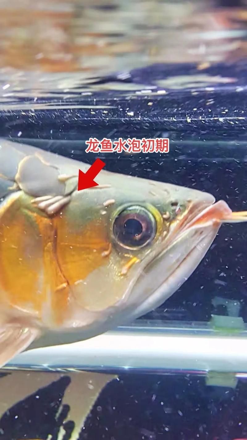 龍魚病在哪個部位圖解