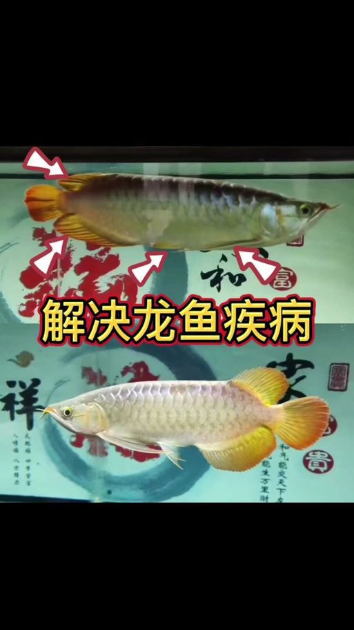 龍魚病在哪個部位圖解
