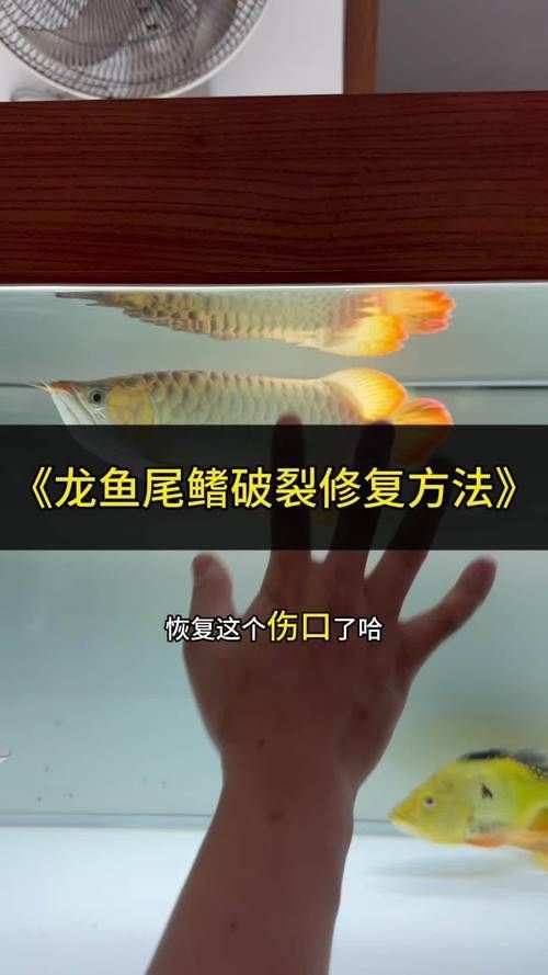 龍魚病在哪個部位圖解