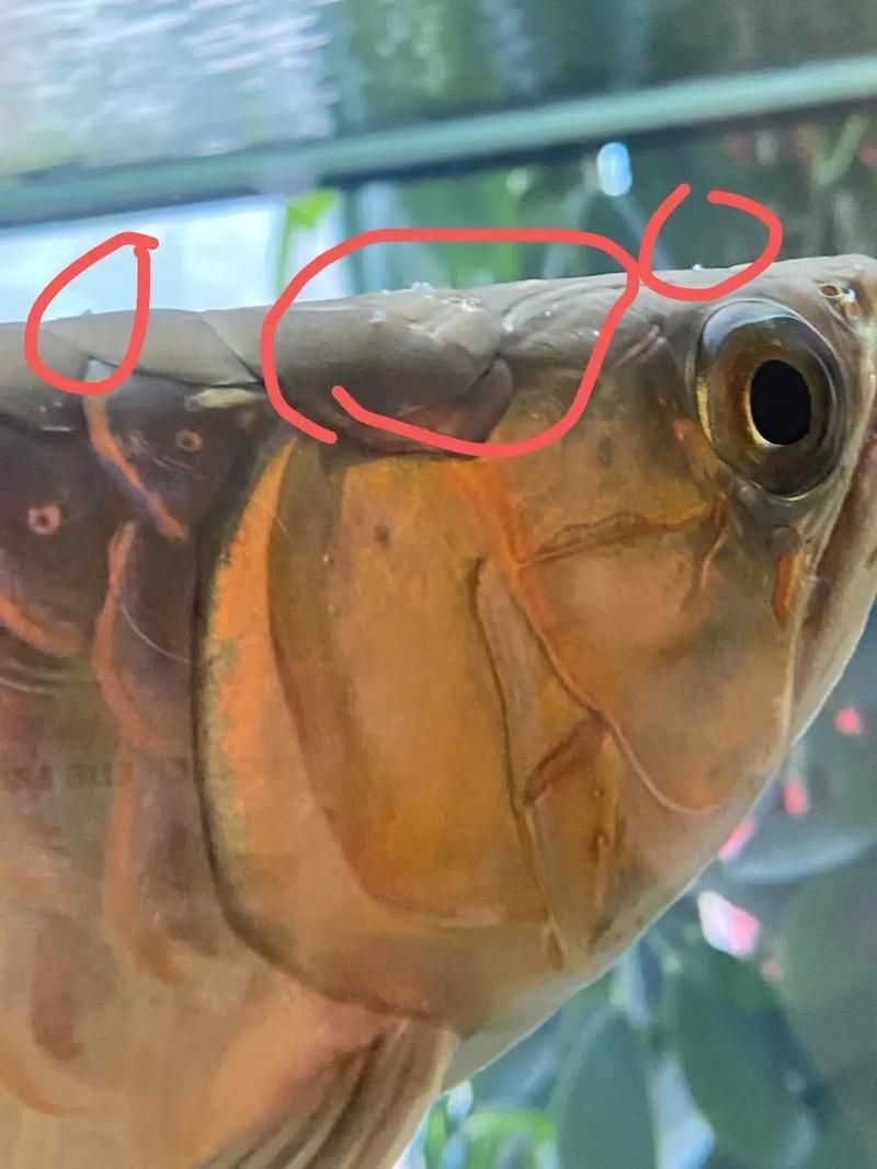 龍魚病在哪個部位圖解