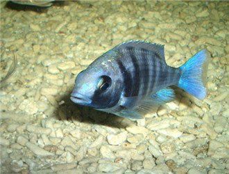 藍寶石魚有攻擊性嗎