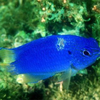 藍寶石魚有攻擊性嗎