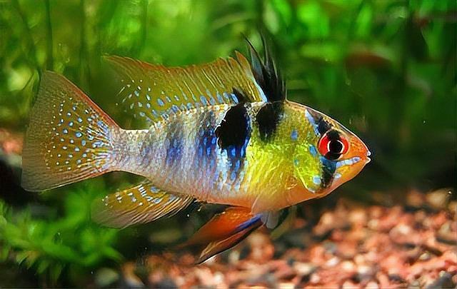 藍寶石魚有攻擊性嗎