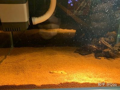 養龍魚的魚缸怎么造景好：養龍魚的魚缸造景技巧