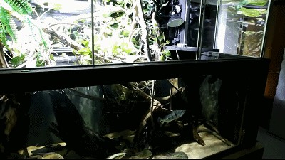 養龍魚的魚缸怎么造景好：養龍魚的魚缸造景技巧