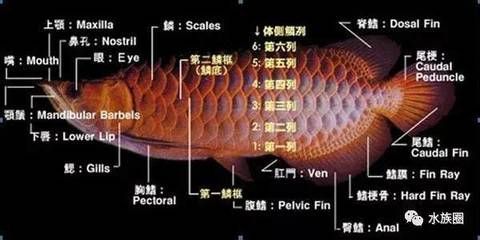 龍魚鼻孔【龍魚的鼻孔與口腔并不能相通，】
