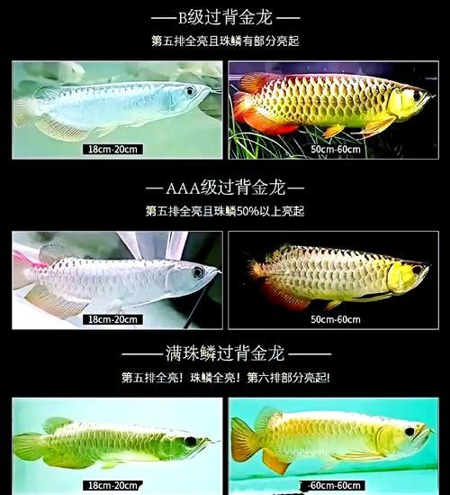 龍魚一條多少錢
