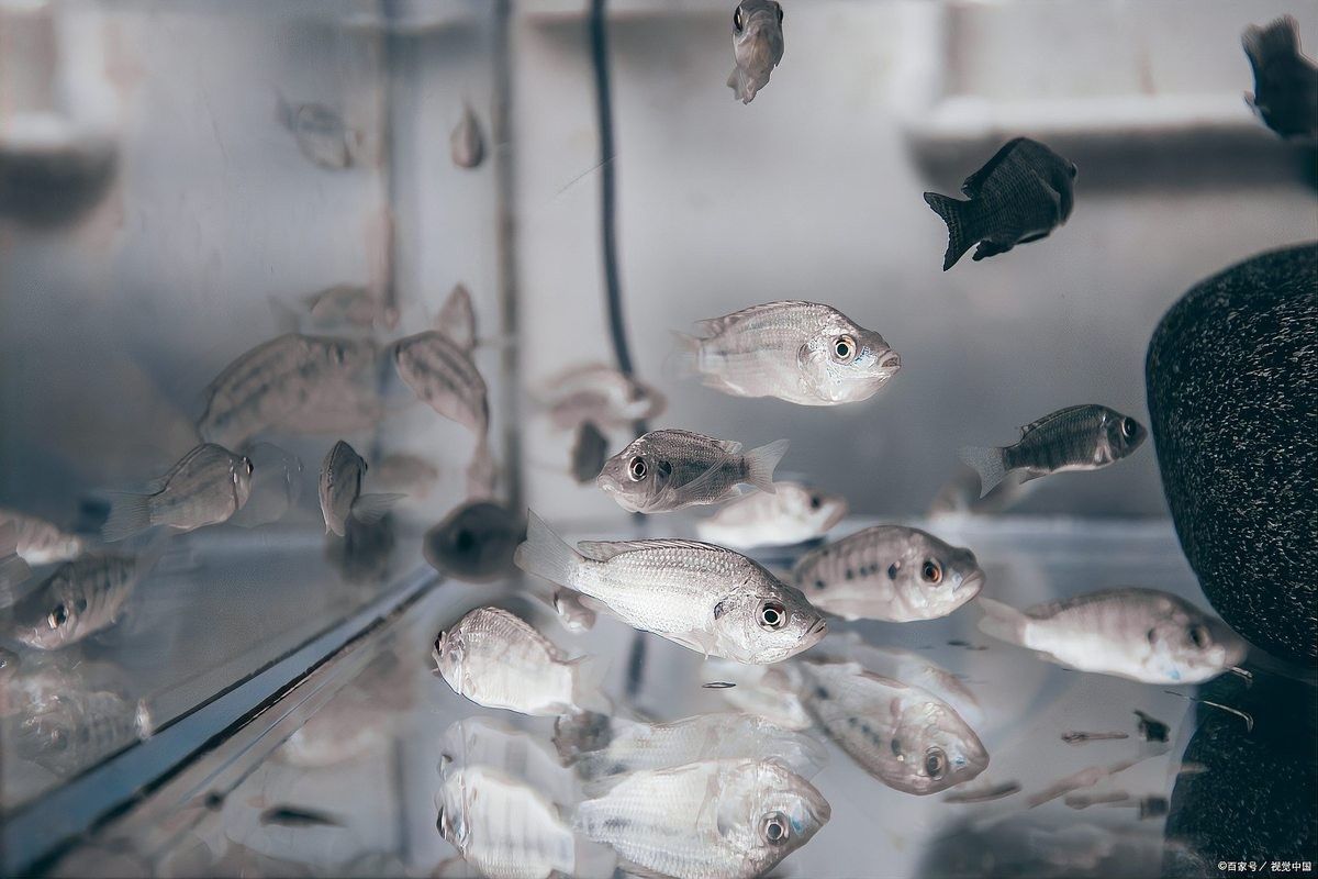 龍魚多久喂一次飼料合適？