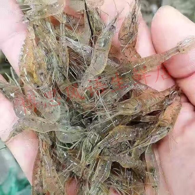 龍魚多久喂一次飼料合適？