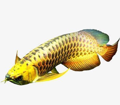 金龍魚的外觀特征（金龍魚與其他觀賞魚的區別，）
