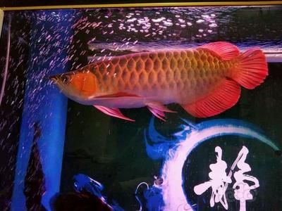 龍魚之典：《龍魚之典》內(nèi)容豐富、紙質(zhì)精美、制作精美、制作精美