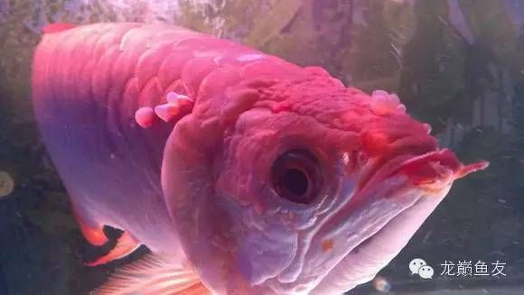 龍魚能耐幾度高溫（龍魚在短期內(nèi)可以承受的最高水溫不超過35度）