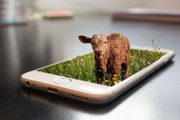 紅龍魚的最好品種視頻圖片欣賞大全集（紅龍魚的最好品種視頻圖片欣賞大全集）