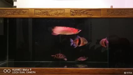 1米魚缸養(yǎng)龍魚能長(zhǎng)多大呢圖片（1米的魚缸適合養(yǎng)龍魚嗎）