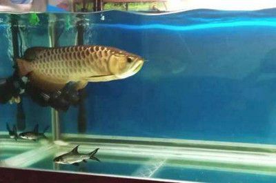 1米魚缸養(yǎng)龍魚能長(zhǎng)多大呢圖片（1米的魚缸適合養(yǎng)龍魚嗎）