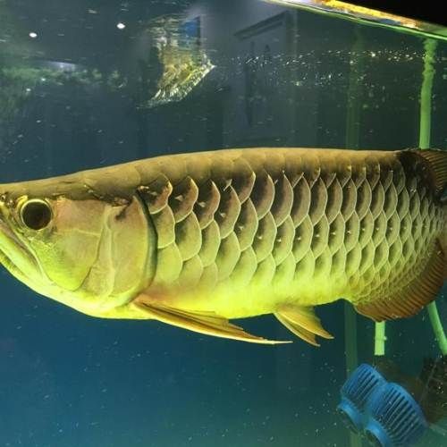 過背金龍魚特點描寫（過背金龍魚怎么養？）