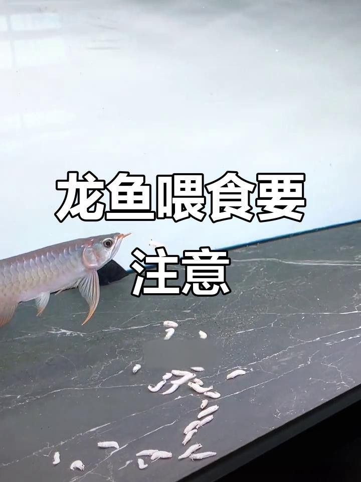 紅龍魚吃蝦類時需要注意什么？