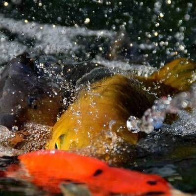 白金龍魚難養嗎（白金龍魚的飼養難度）