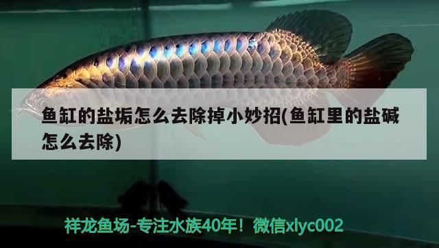 魚缸的鹽垢怎么去除掉小妙招(魚缸里的鹽堿怎么去除) 魚缸的鹽垢怎么去除掉小妙招(魚缸里的鹽堿怎么去除) 龍魚百科