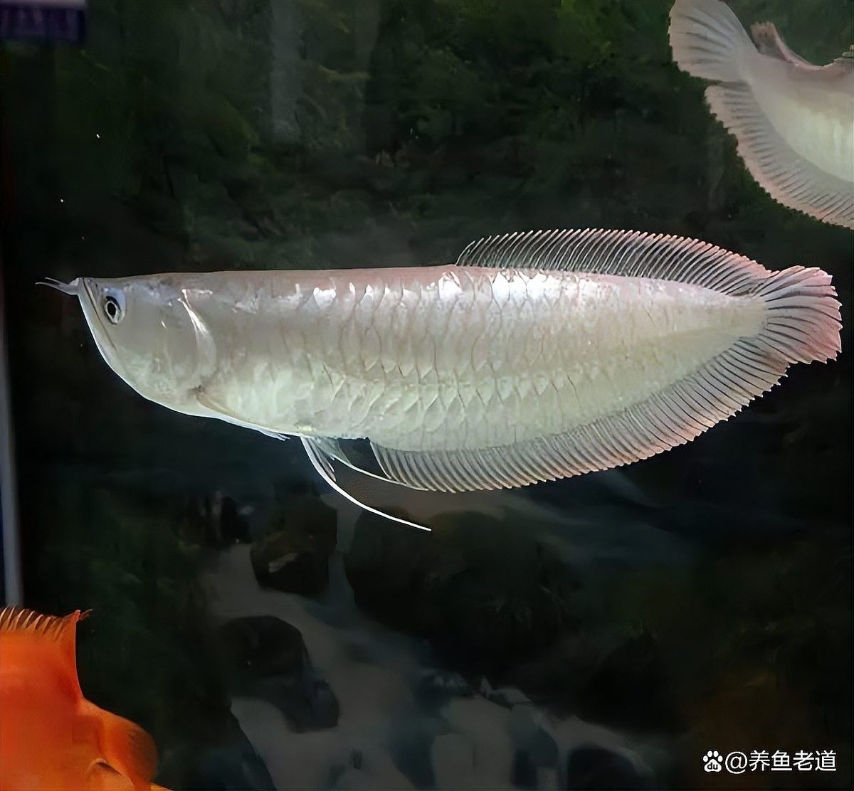 銀龍魚翹尾