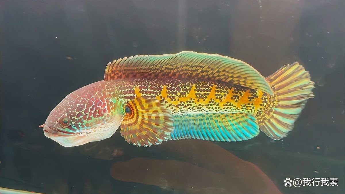 雷龍魚苗可以混養嗎