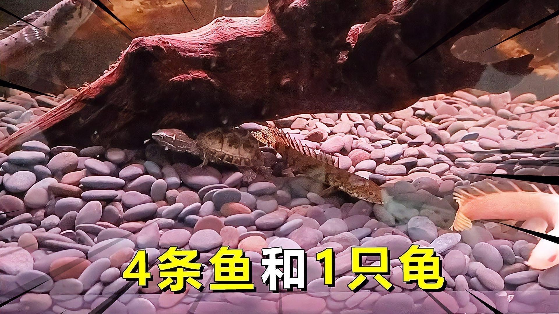 雷龍魚苗可以混養嗎