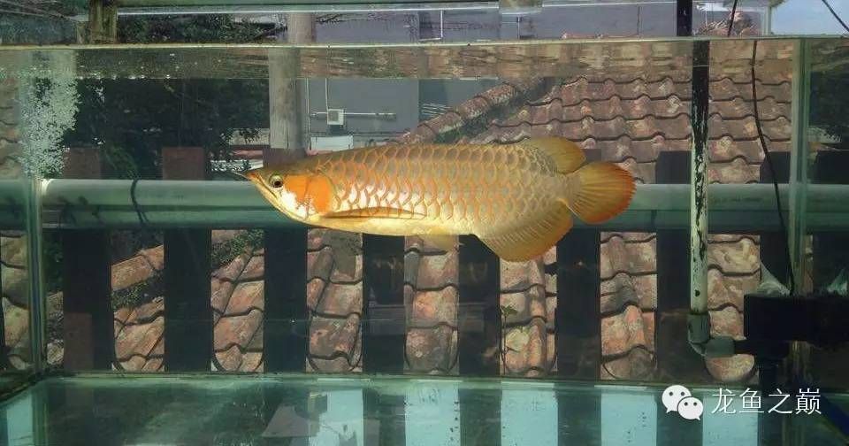 換完濾材龍魚狀態(tài)不好：換完濾材后龍魚狀態(tài)不好，換完濾材后龍魚狀態(tài)不好的原因