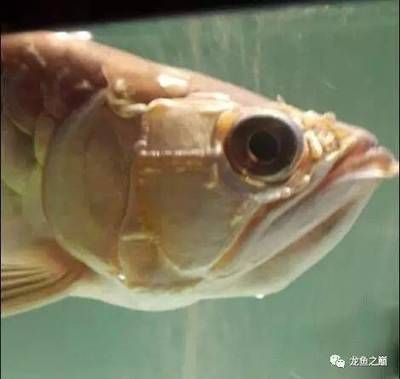 換完濾材龍魚狀態(tài)不好：換完濾材后龍魚狀態(tài)不好，換完濾材后龍魚狀態(tài)不好的原因