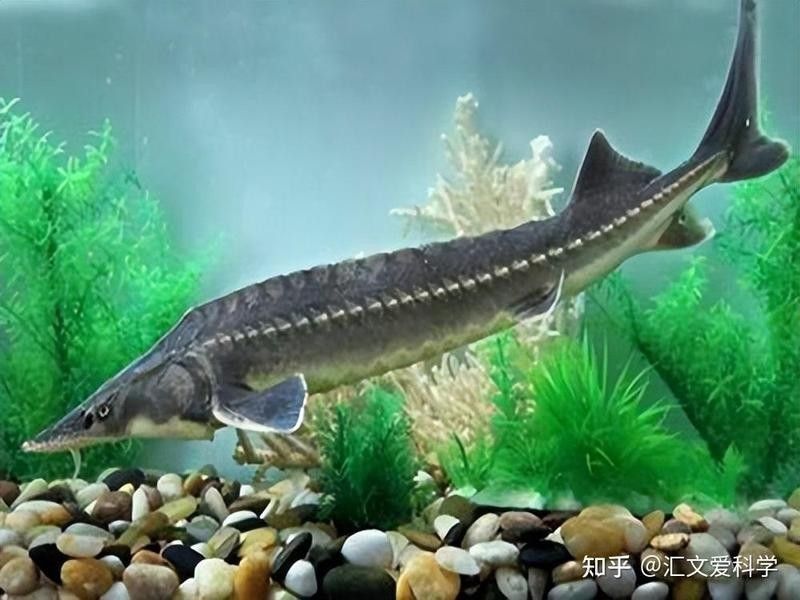 金龍魚怎么驗證真假