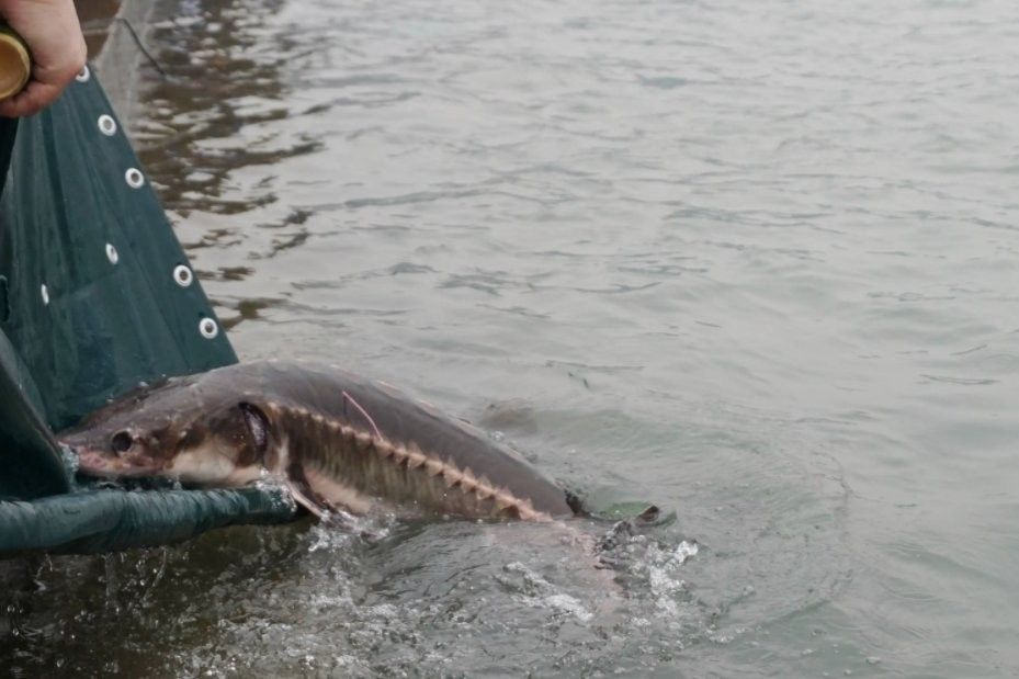 金龍魚怎么驗證真假