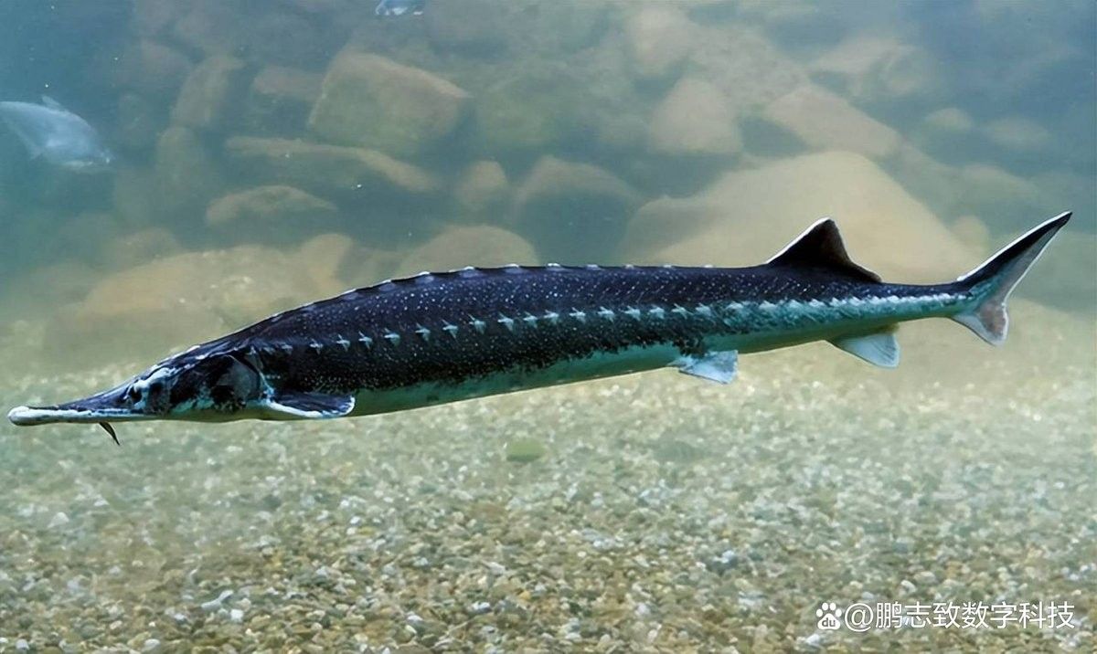 金龍魚怎么驗證真假