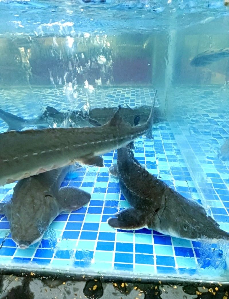 金龍魚怎么驗證真假