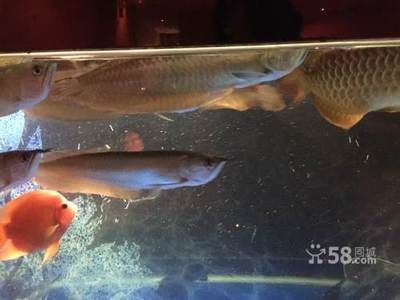 龍魚家養(yǎng)能活多少年：家養(yǎng)龍魚的壽命是多少