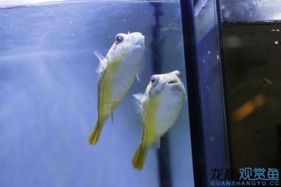 龍魚頭抖動張嘴怎么辦（龍魚頭抖動張嘴可能由多種原因引起，可能由多種原因引起）