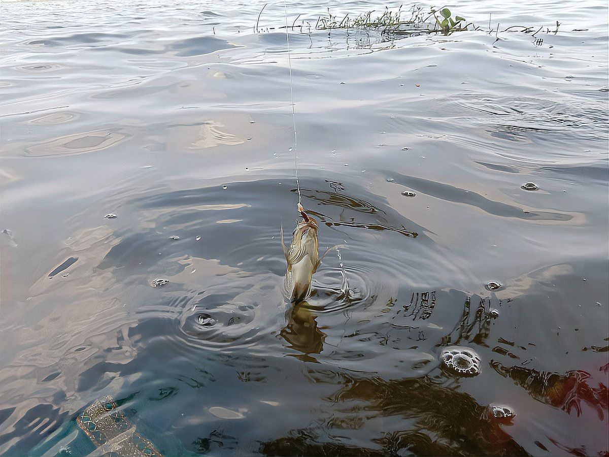 如何判斷龍魚是否完全腐爛？